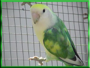 AGAPORNIS