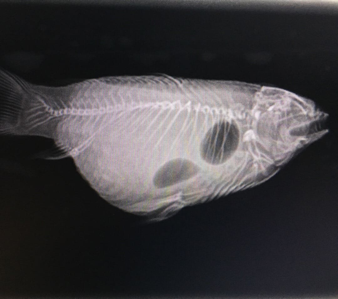 radiografía pez