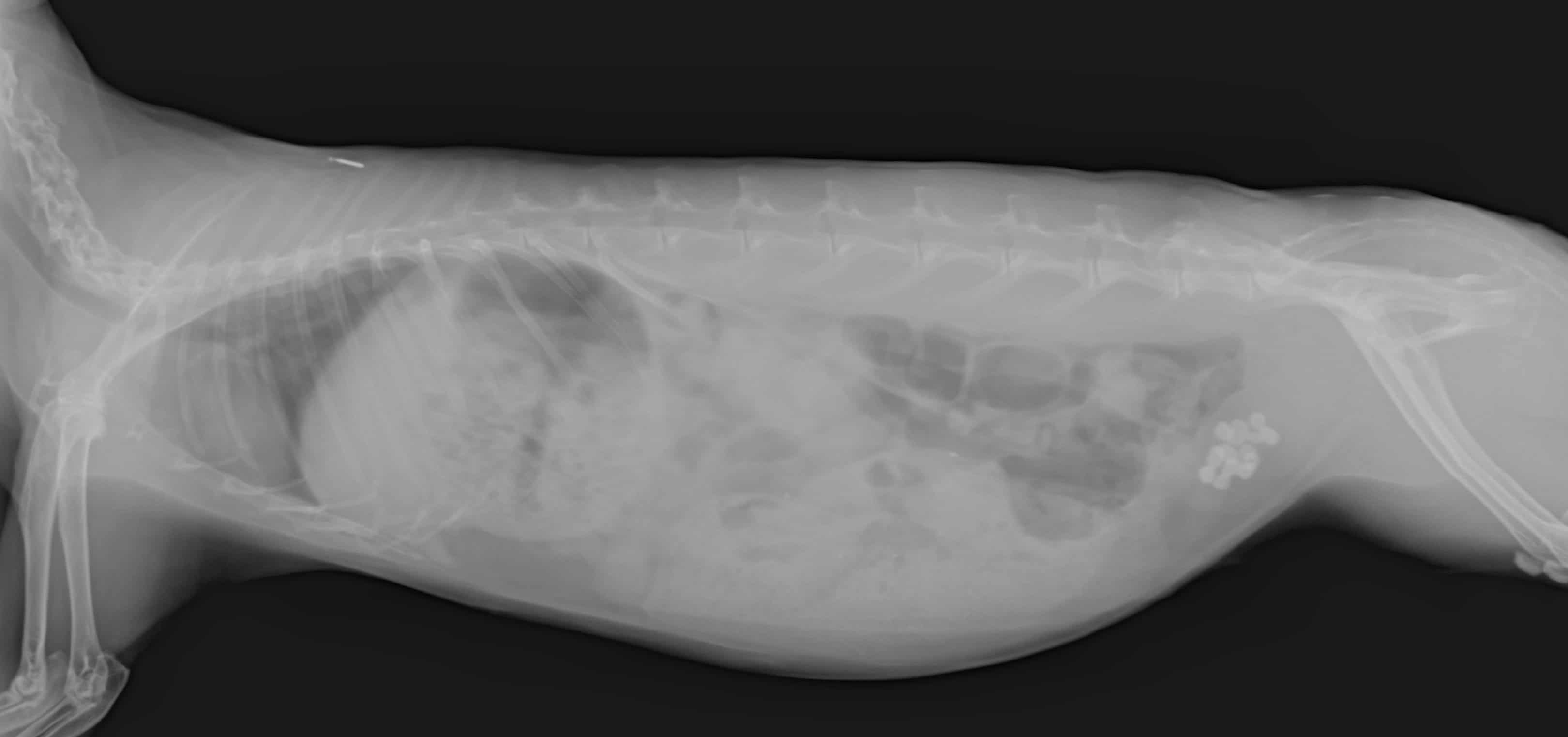 radiografía urolitos en conejo